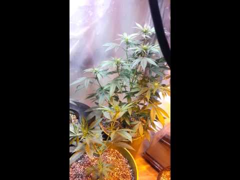 4 weeks veg medicinal grow