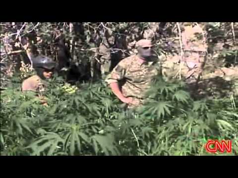 Drug cartels grow marijuana on public land