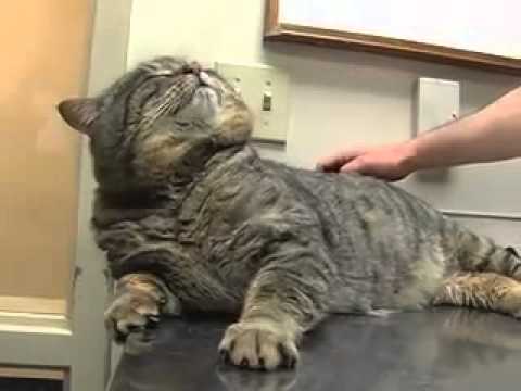 REALLY Fat Cat!