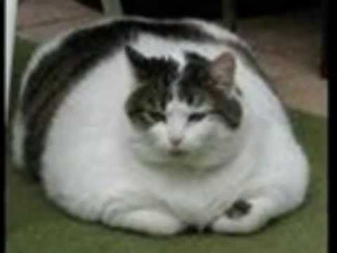 A Fat Cat - Before And After Pictures