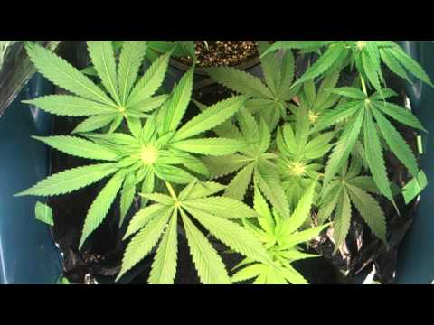 Marijuana plants day 61(Flowering day 28)