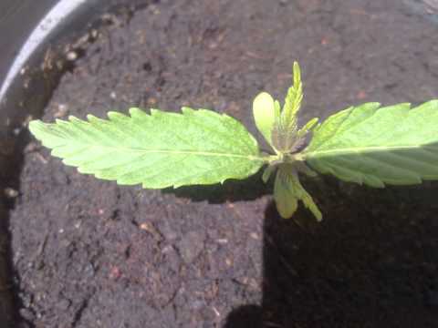 Marijuana plant need help plzz!!