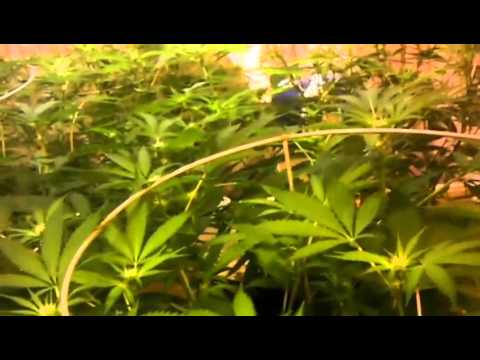 Growing marijuana kush indica hempstar cross hash plant blueberry orange tanq gansta weed day 16