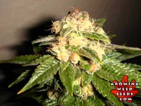 (-) best marijuana buds how to grow skunk weed sensi seeds big bud