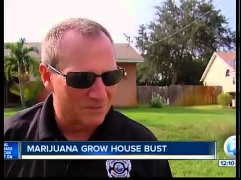 $250K worth of marijuana in PSL house