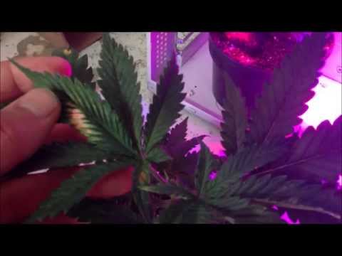 Update Marijuana Grow episode 6 (18+)