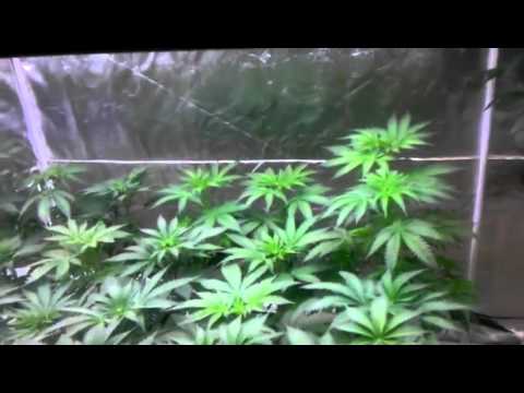 Growing marijuana kush indica hempstar cross hash plant blueberry orange tanq gansta weed  day 35