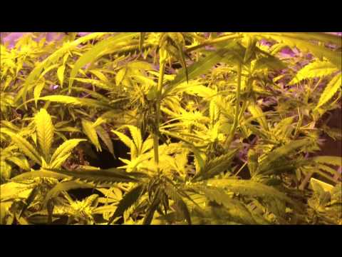 Afghanica In Second Marijuana Flowering