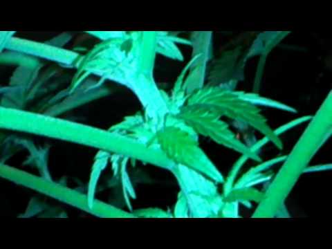 Marijuana plants day 54(Flowering day 21)