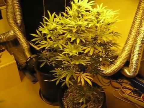 Alaska Medical Marijuana Garden #4