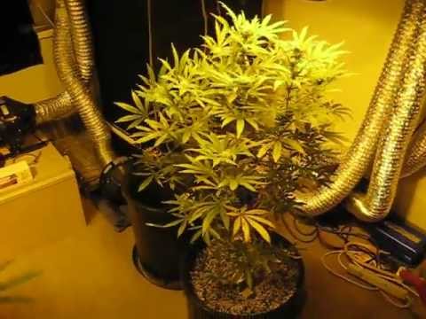Marijuana Grow in Alaska # 13