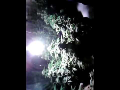 Indoor Medical Marijuana Grow Operation