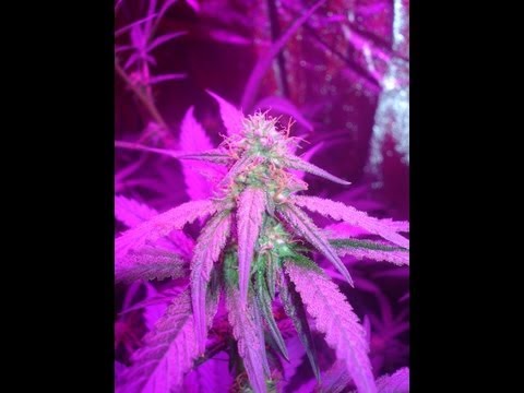 Cannabis Breeding Using LED Grow Lights