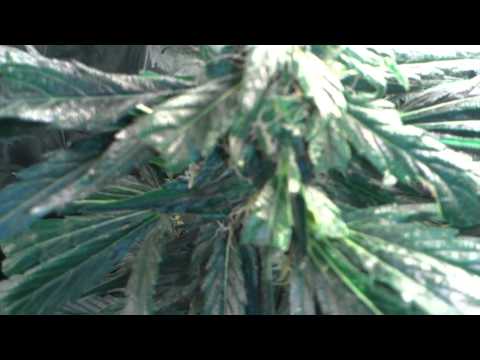 Marijuana plants day 74(Flowering day 41)