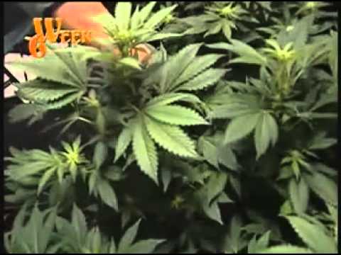 HowTo - Marijuana Indoor Growing Guide (Part 2)