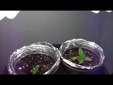 11 day old marijuana plant , First time grower (closet grow)