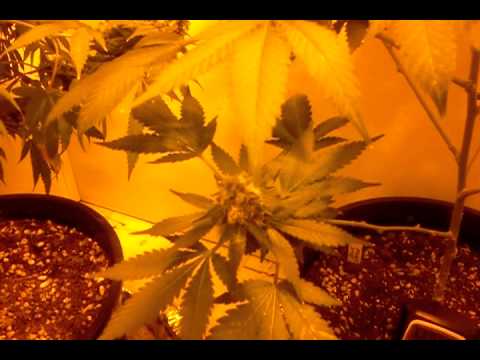 Week 8 Growing Medical Marijuana