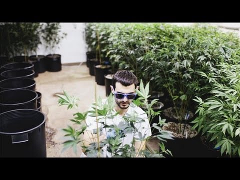 How to Grow Your Legal Pot Business