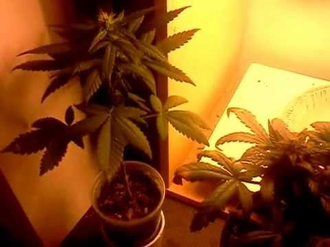 Mini marijuana grow: harvest soon!