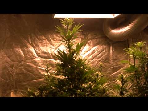 Legal Medical Marijuana Grow - Home tent grow 3 BCN Diesels