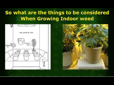 Things to Consider When Growing Indoor weed