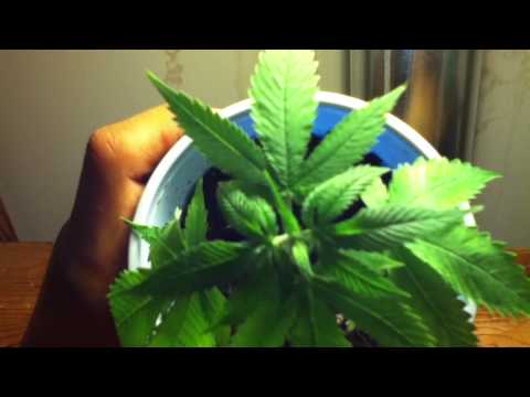 Marijuana Growing week 1 (flowering)