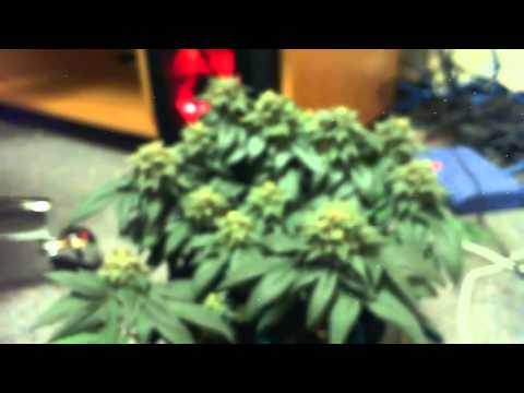 best PC Grow Box - Mango Kush video