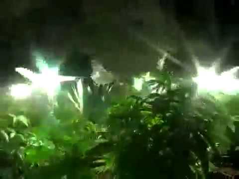 Advanced Grow Feature -- Spinning Lights Marijuana Ganja