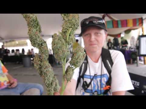 Seattle Medical Cannabis Cup Overview