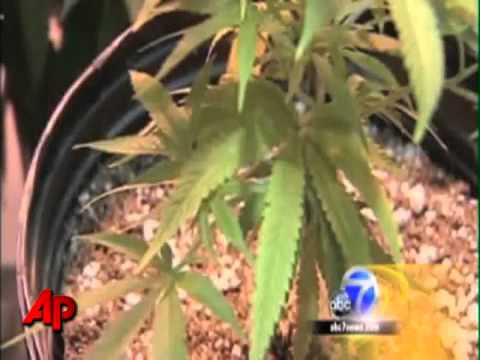 Calif. City Permits Large Marijuana Farms