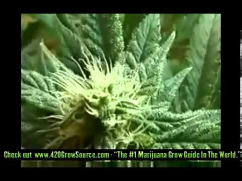 Intro To Growing Weed Outdoors & Indoors - How To Grow Weed pt. 1, DANK!!!!!