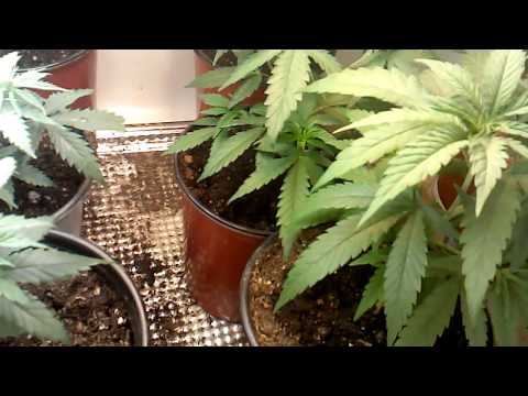 Marijuana beginner grow #5