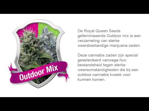 Outdoor Mix *Royal Queen Seeds*