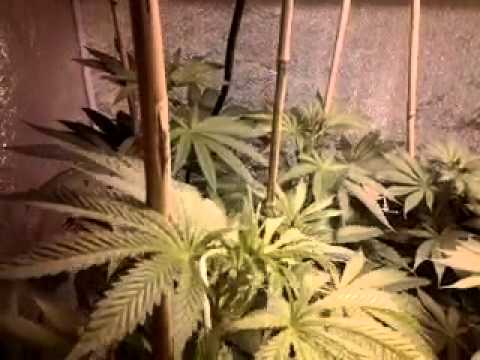 7 days into flowering marijuana