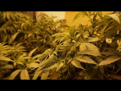 16x9 - Medical Marijuana: Overhaul Falling Short