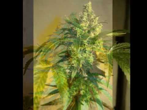 Copy of marijuana plants (5th week of flowering)
