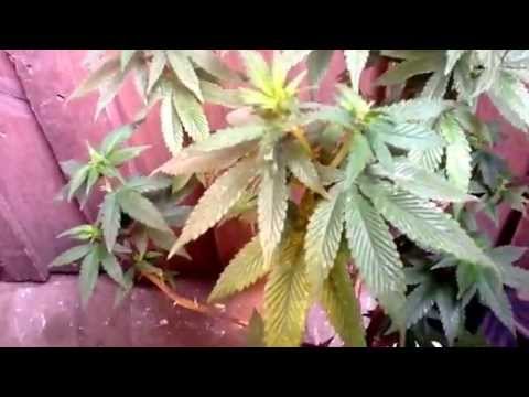 Growing marijuana, indoor grow( my razz og )