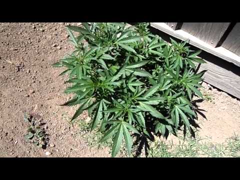 Outdoor Cannabis Grow