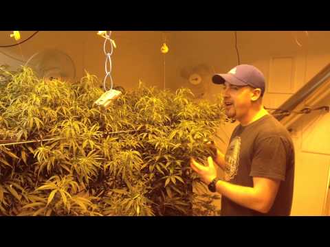 Worlds largest indoor marijuana plant at Pacific Northwest Medical