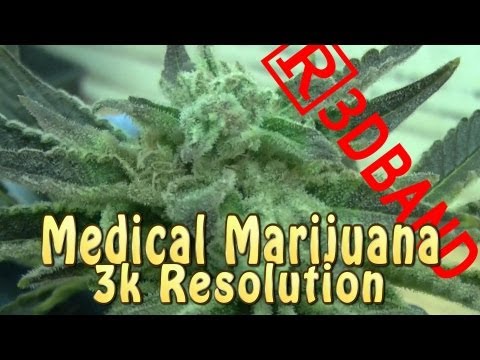 Fresh Medical Marijuana