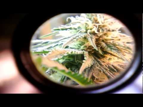 Medical marijuana induction grow light close-up