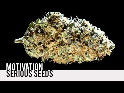 femiseeds.com  ALL OF THE Amstedam 25th HIGH TIMES Cannabis Cup Strain Entries Sativa/Indica &  MORE