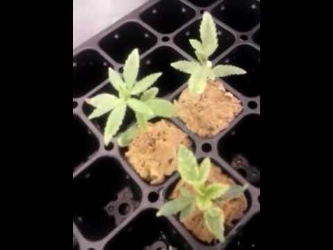 Medical marijuana seedlings + grow equipment