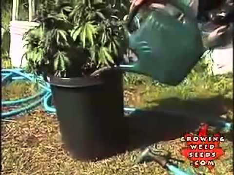 how to plant marajuana growing marijuana plant growing marijuana hydro