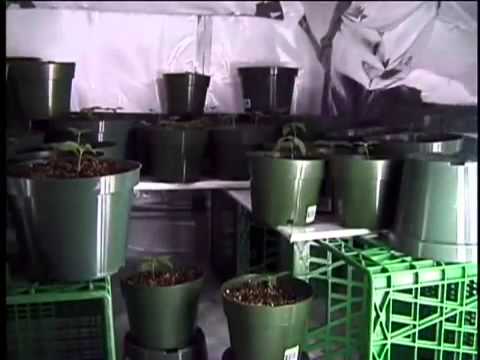 High Times Marijuana Growing part 2 _ 12