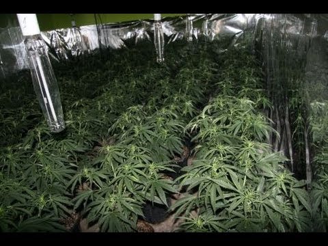 Huge Marijuana Farm Update 2013