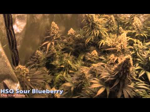 Kickback Video -- HSO Sour Blueberry, HSO Blue Dream, Seedsman White Widow and BC Blueberry