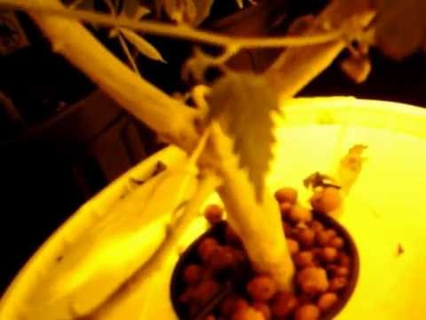 First hydroponics system  HD_____________ My medical marijuana plants ;)