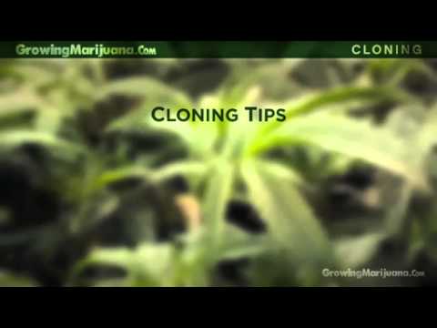 Cloning - Cloning Marijuana Plants - How To Clone Weed - 3