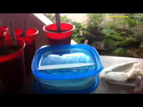 Day 6 Cannabis Seedling Germination - White Powdery Mildew Problem in Home Weed Grow
